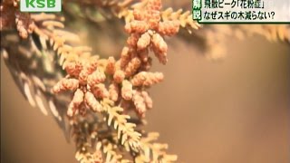 なぜ？「花粉症」子どもにも増加