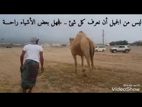 كل زق 2