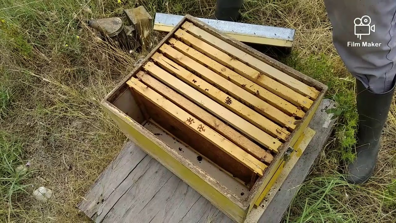 Από ένα μελίσσι πέντε μέρος 2