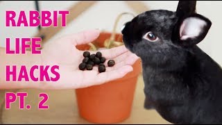 RABBIT LIFE HACKS PT  2