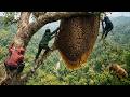 They Carried an Entire Beehive Down from Deadly Heights… Then Tasted It