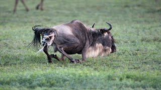 Mother Wildebeest Giving Birth In The Wild by Story Animal Giving Birth 1,656 views 1 year ago 4 minutes, 54 seconds