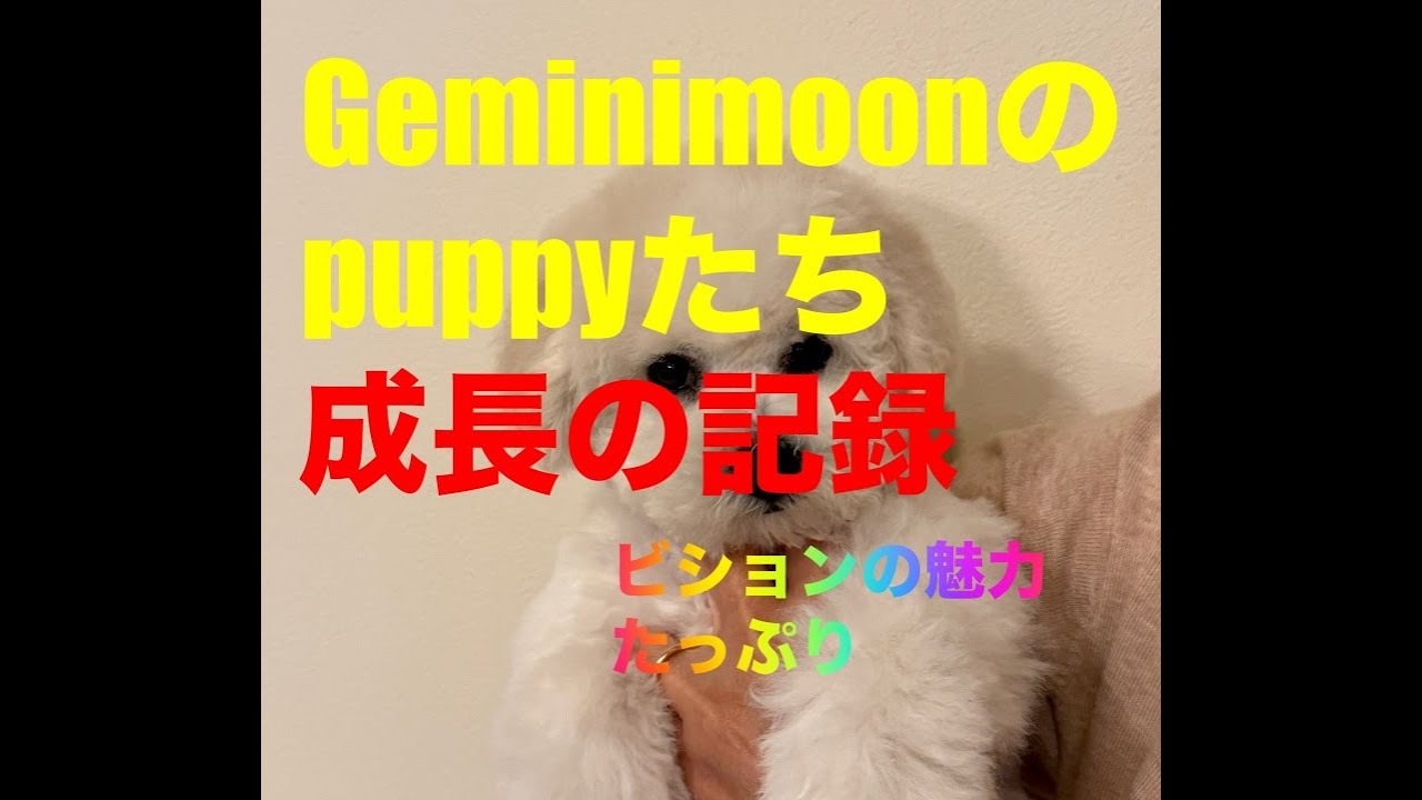 Geminimoon kennelの子犬たち特集