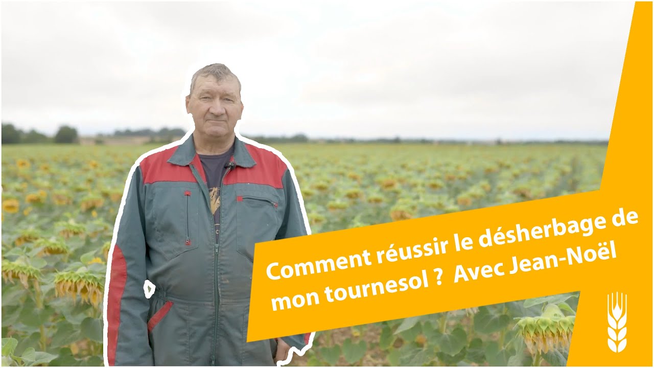 Comment réussir le désherbage de mon tournesol ? Retour d’expérience avec Jean-Noël, les Deux-Sèvres