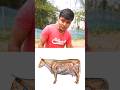 गायों के साथ समस्या #shorts