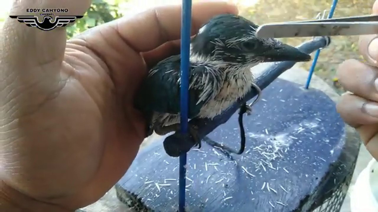 TIPS PERAWATAN ANAK BURUNG TENGKEK UDANG 