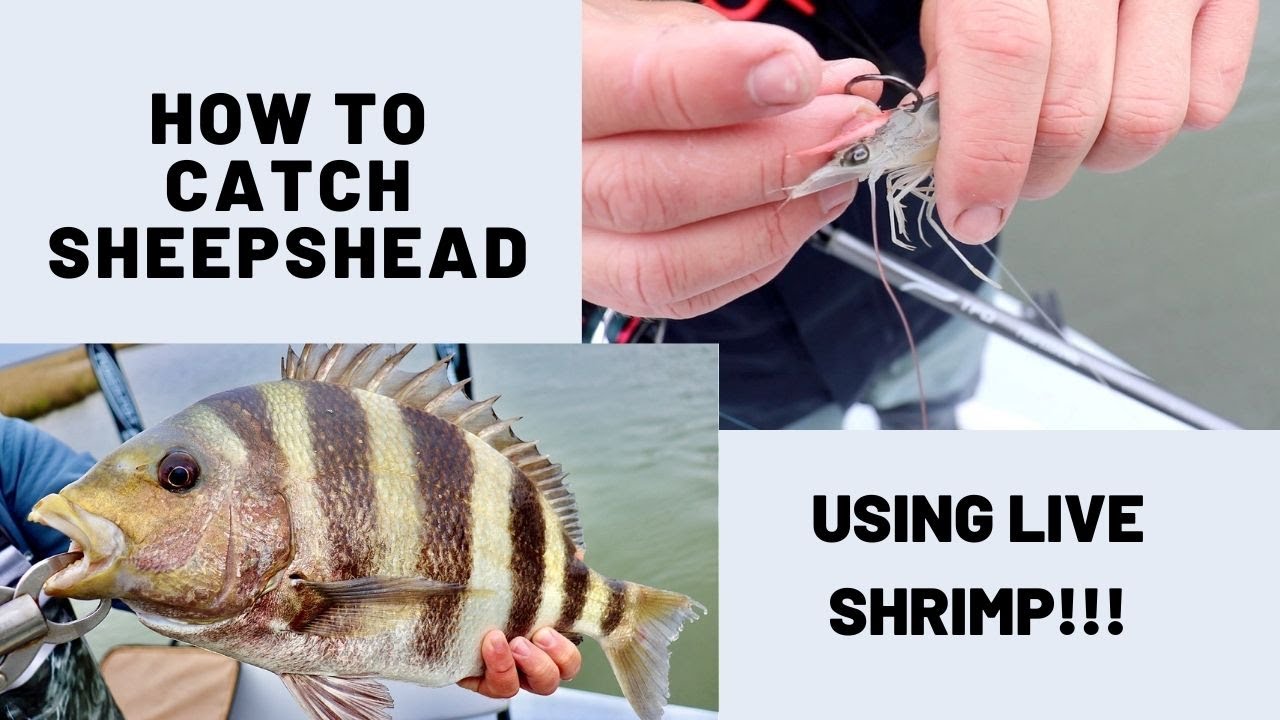 Sheepshead Rig Pk, 43% OFF