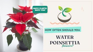 🍀🌸🌿The Ultimate Guide to How often should you water poinsettia flowers?