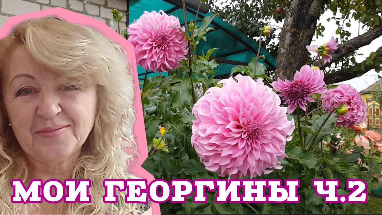 🌺 Георгины — моя большая любовь | Часть 2 🌺