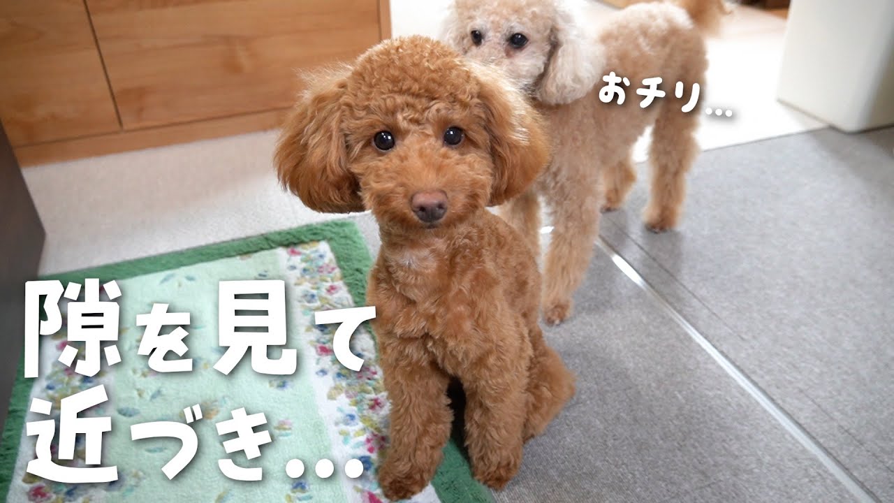 子犬に対しておかしな行動をするようになった兄犬【多頭飼い】【トイプードル】