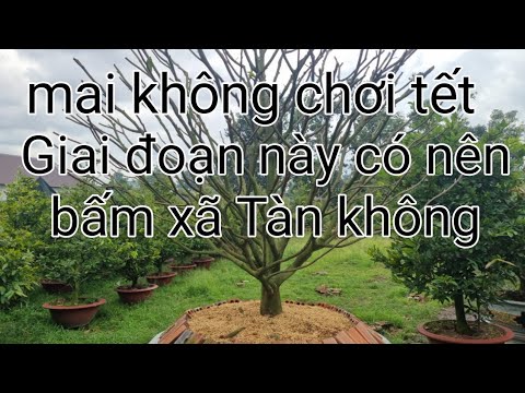 Chăm sóc những cây mai không chơi bông tết giai đoạn này có nên bấm xã Tàn không. mới nhất 2023