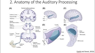 5.2. Anatomy of Auditory Processing, Fundamentals of Cognitive Neuroscience Course, Session 5, Part2