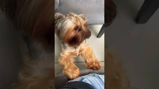 #doglife #yorkie #yorkshireterrier #doglovers #dogshorts #shortsvideo