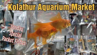 Kolathur Aquarium Fish Market |Kolathur Sunday Pocket Fishes |கொளத்தூர் வண்ண மீன்கள் Market|#chennai