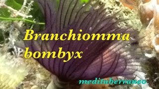Branchiomma bombyx Acquario Marino Mediterraneo, info: medituberraneo@gmail.com(, 2015-11-03T22:17:55.000Z)
