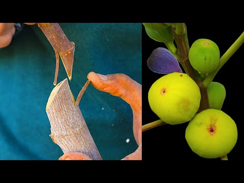 ผลสลากกินแบ่งรัฐบาล วันที่ 1 พย. 2567