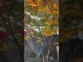 Perfect Colors | Autumn Leaves