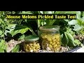 Mouse Melon Pickles Fermented & in Vinegar Taste Test