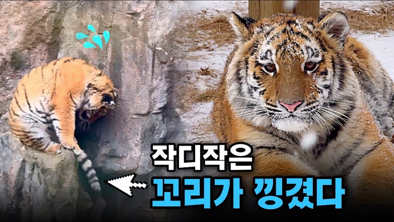 하찮은 꼬리가 낑겼다.. 골때녀 설호🤪 좁은델 왜 올라가..