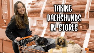 Running Errands With Dachshunds - dog car seat I use, what to bring, &amp; tips!