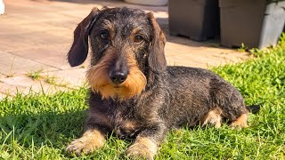 It All Started in Mum and Dad’s Bed… | Teddy the Dachshund 🐾