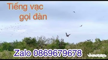 Tiếng vạc kêu cắn gọi bản chuẩn đánh lưới đánh keo cạnh tranh bao ae đánh hết vụ k ăn k lấy tiền