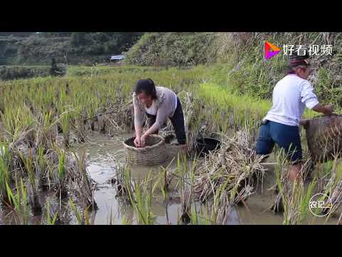 Китайский бизнес. Ловля рыбы на рисовом поле