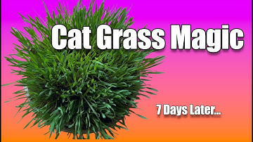 How to Grow Cat Grass with Wheatgrass Seeds | Easy DIY for Multiple Cats