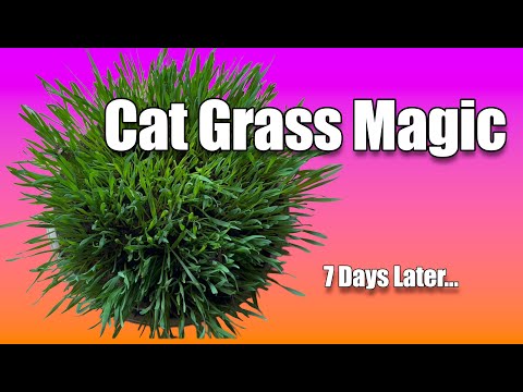 Watch Cat Grass Magic on YouTube
