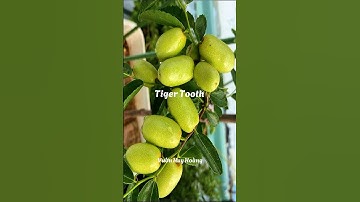 Táo tàu tiger tooth | 092.692.2886 #caytaotau #nhavuonhuyhoang