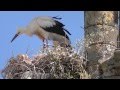 SPAIN  nestling storks at Trujillo, Extremadura (hd-video)