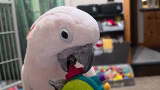 Can A Cockatoo Play A Trumpet