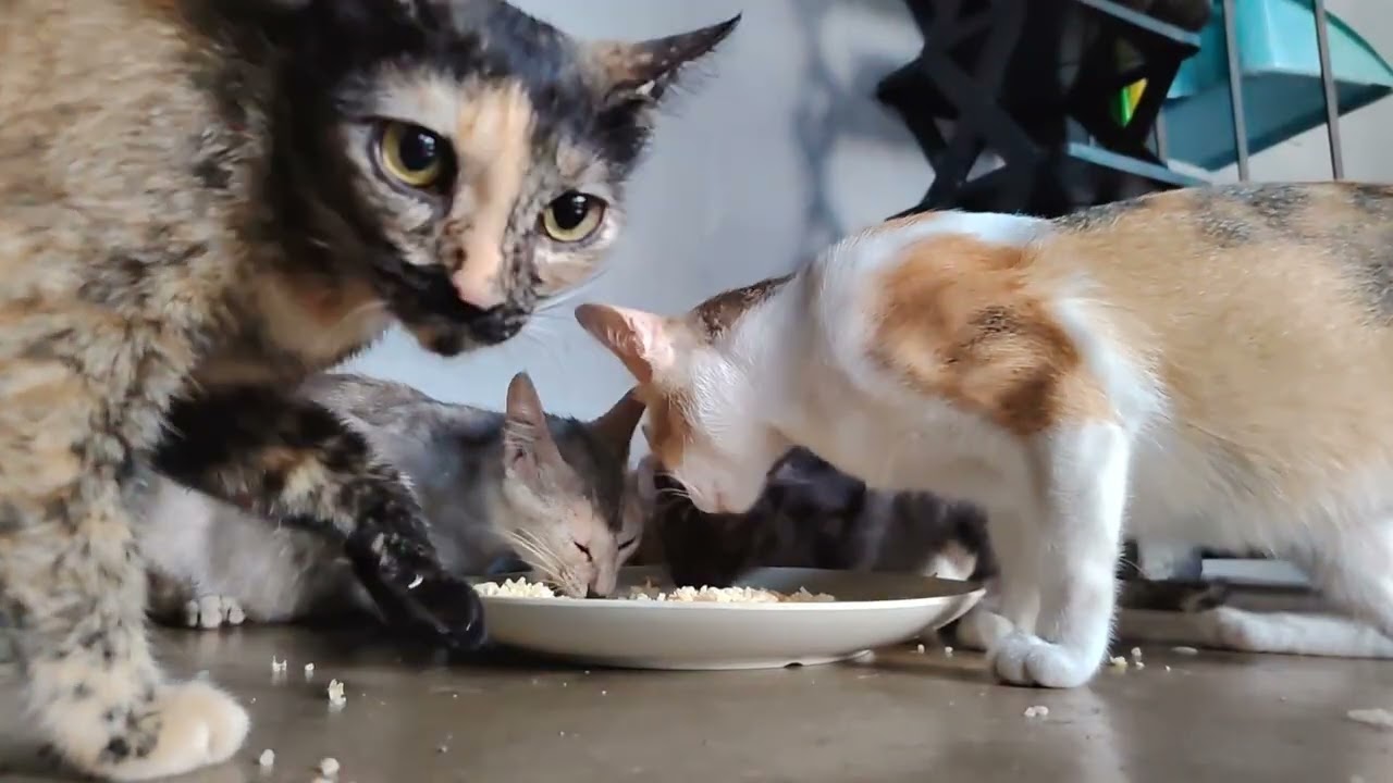 Feeding Cats🥰