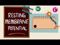 Understanding Resting Membrane Potential