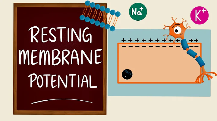 Resting Membrane Potential | Membrane Potential | RMP | Nerve Muscle Physiology