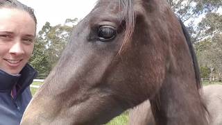 129ll Wild horse tries bitless bridle, Australian Brumby Challenge Lara beth