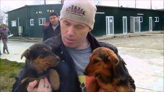 K-9 ANGELS ROMANIA - 'Every Life Counts'...