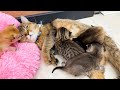 “With mom it’s warm on the floor!” - mother cat calls kittens with her hugs