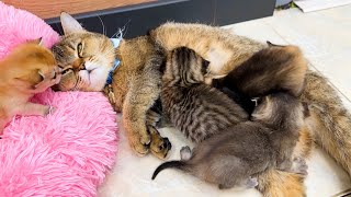 “With mom it’s warm on the floor!”  mother cat calls kittens with her hugs