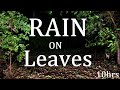 10hrs Rain on Leaves "Sleep Sounds"