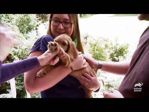 Best Moments Of Fatherly Love Too Cute Animal Planet