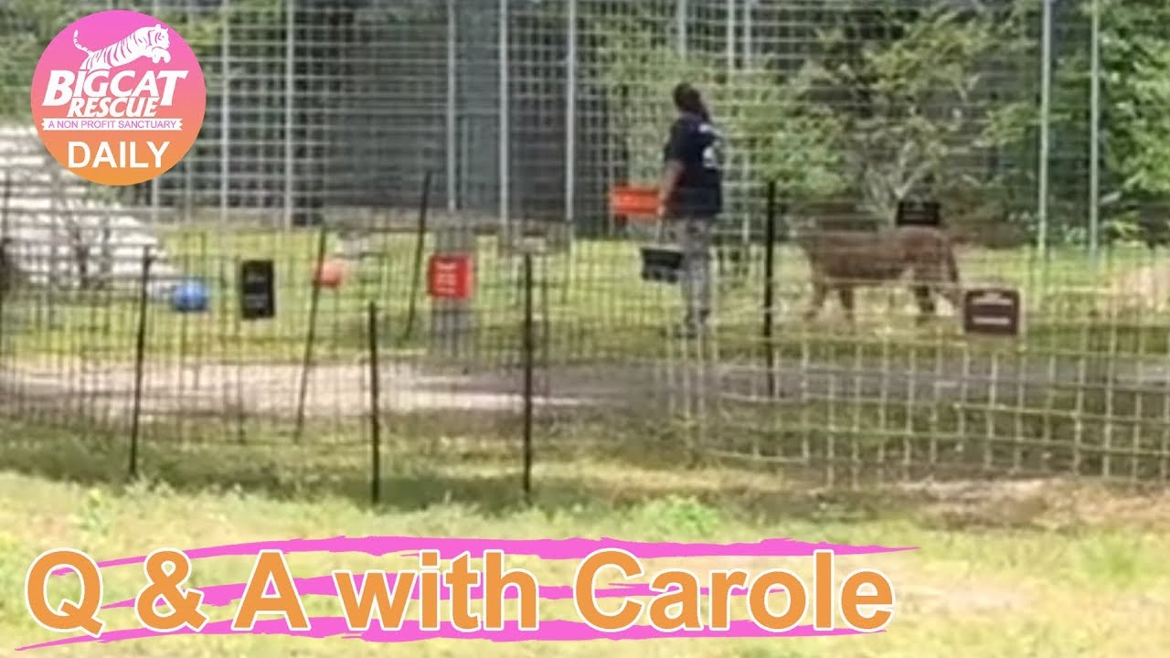 leopard print Q&A with Carole