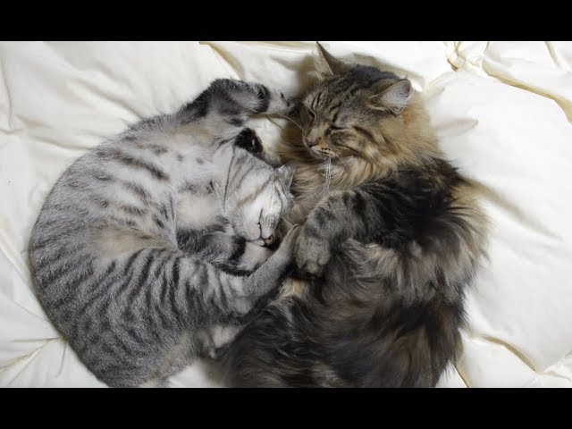 遊び疲れて寝る猫たち