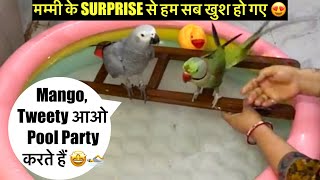 Mummy 👩 Ne Hame Surprised 😳 kar Diya 🦜😍Talking Parrot 🦜 