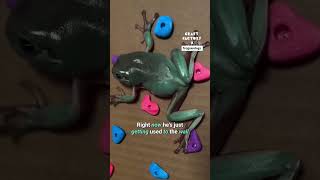 I made a rock climbing wall for my pet frog 🐸🧗