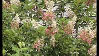 The Flowers, The Butterfly and The Bees by Radha Chetan 67 views 9 months ago 5 minutes, 9 seconds