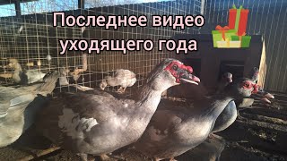 Мускусные утки - обзор молодняка, анонсы, поздравления