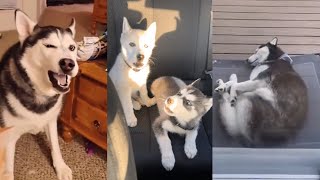 Husky Dogs Tiktok Compilation!