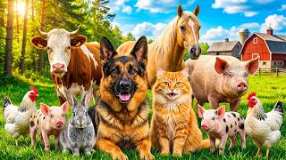 Farm Animals Sounds: Rabbit, Duck, Goose, Fish, Pelican, Monkey – Animal Behavior Compilation