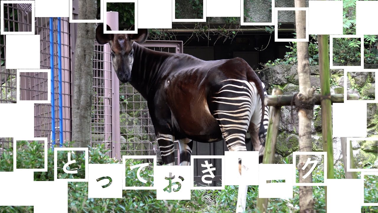 とっておきトーク：上野のオカピ - YouTube